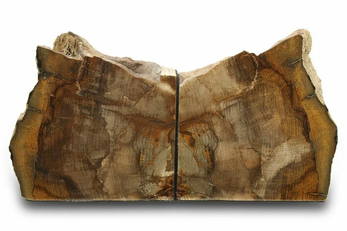 Petrified Wood (Oak) Bookends - Oregon #274841
